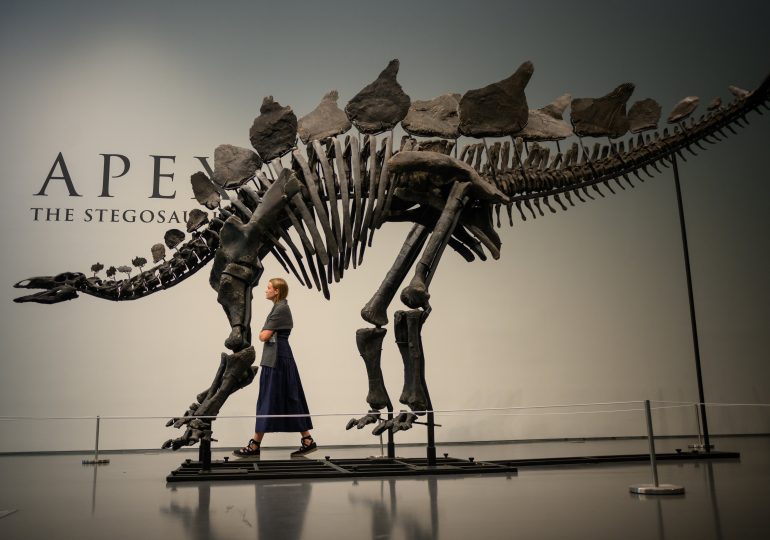 Citadel's Ken Griffin buys a stegosaurus for $45 million in a record auction sale