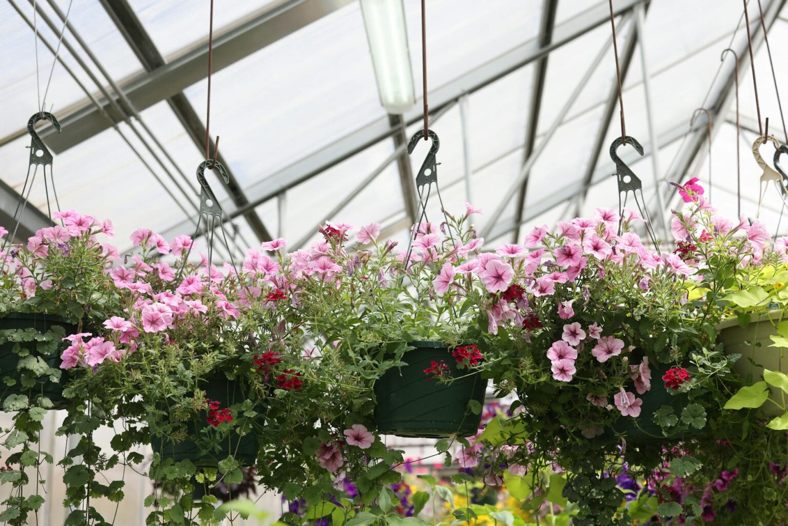 Interior view of garden center with various potted plants and flowers arranged on shelves and displays