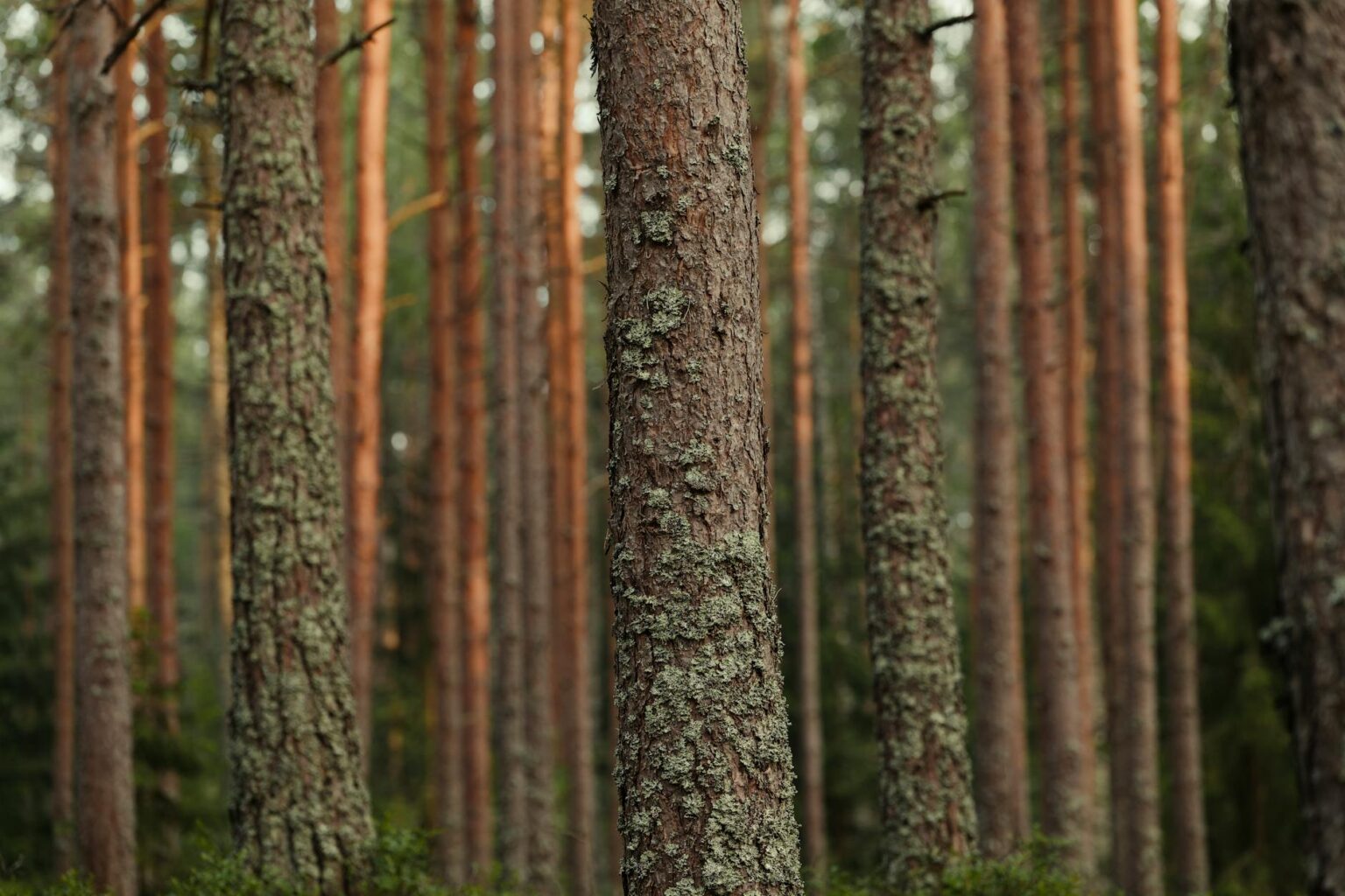 Dense forest with tall trees representing timber REIT investment opportunities