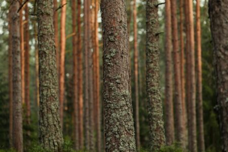 Dense forest with tall trees representing timber REIT investment opportunities