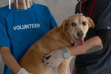 Mobile Veterinary Clinics Build Profitable Routes in Suburban Markets Veterinarian examining a golden retriever during a house call appointment