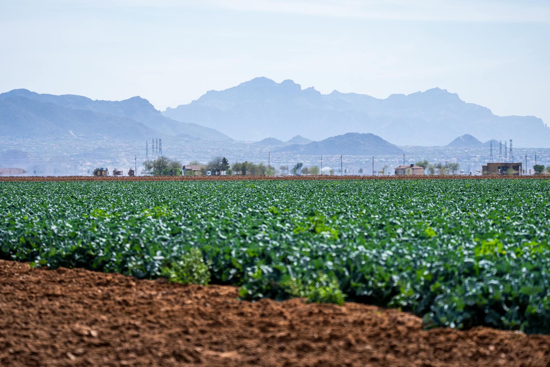 Rows of crops growing in agricultural field under clear sky