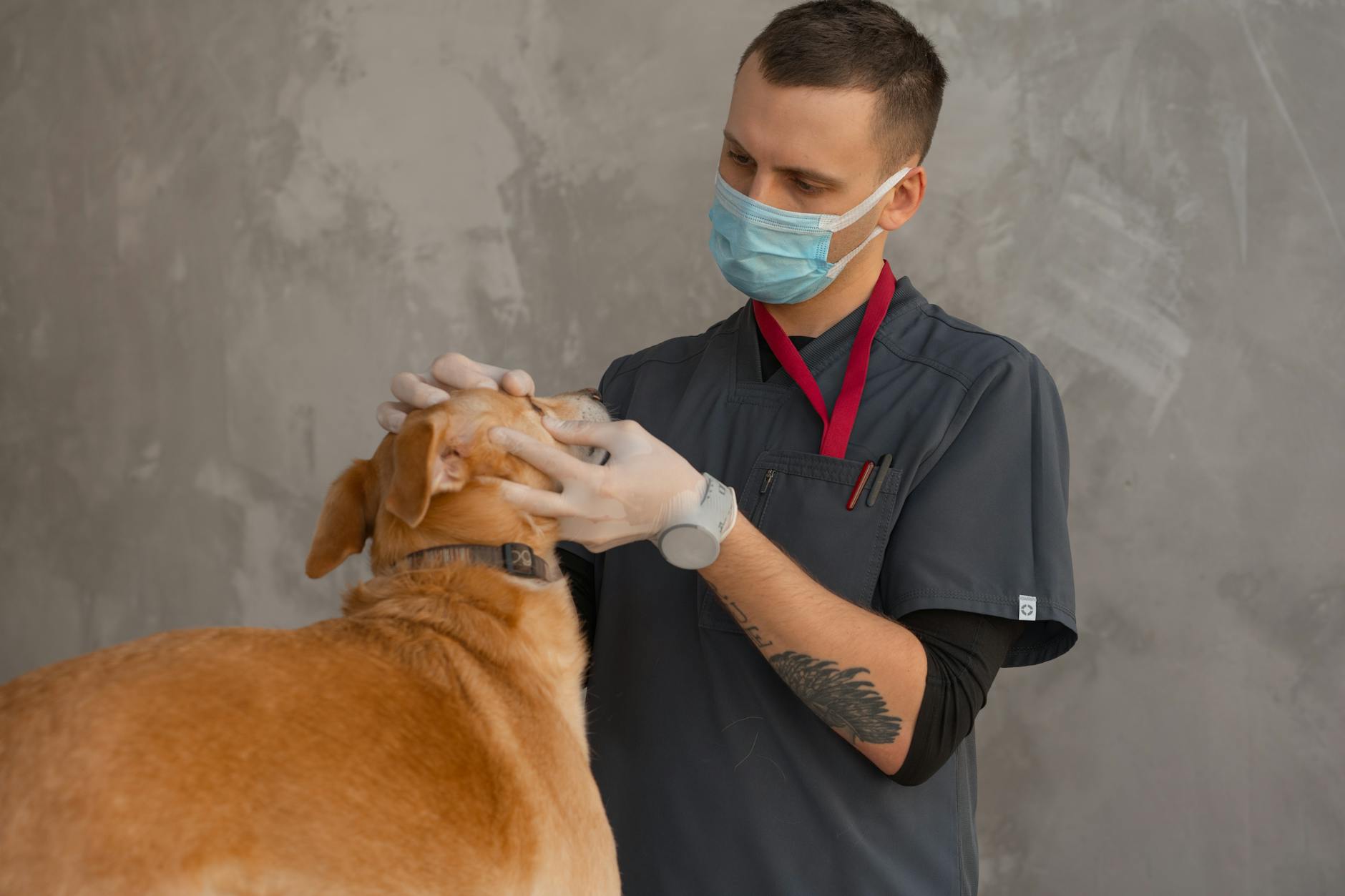 Veterinarian in white coat examining small dog during health checkup