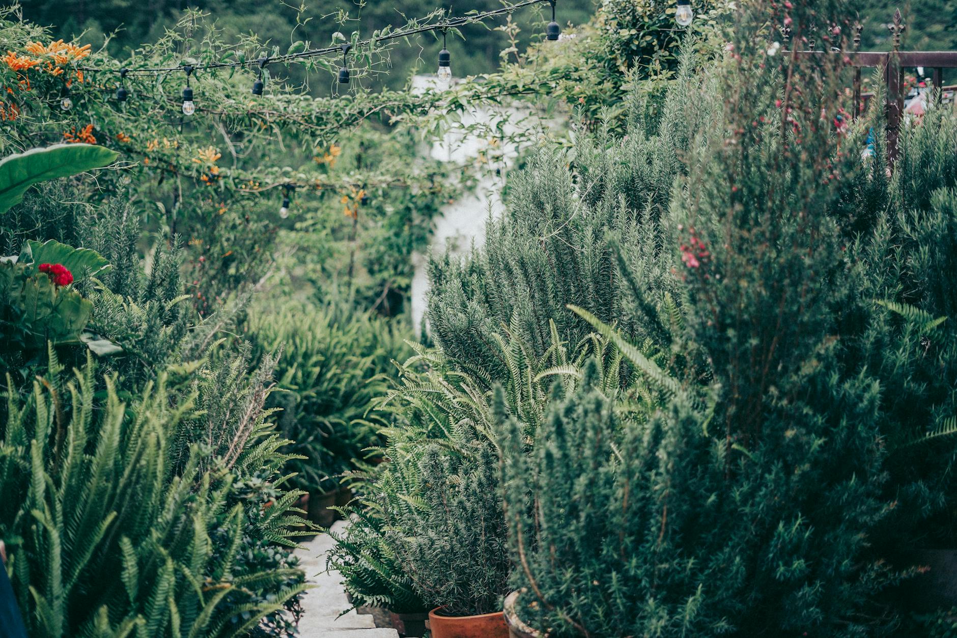 Well-designed residential backyard garden with varied plants, pathways, and outdoor living space