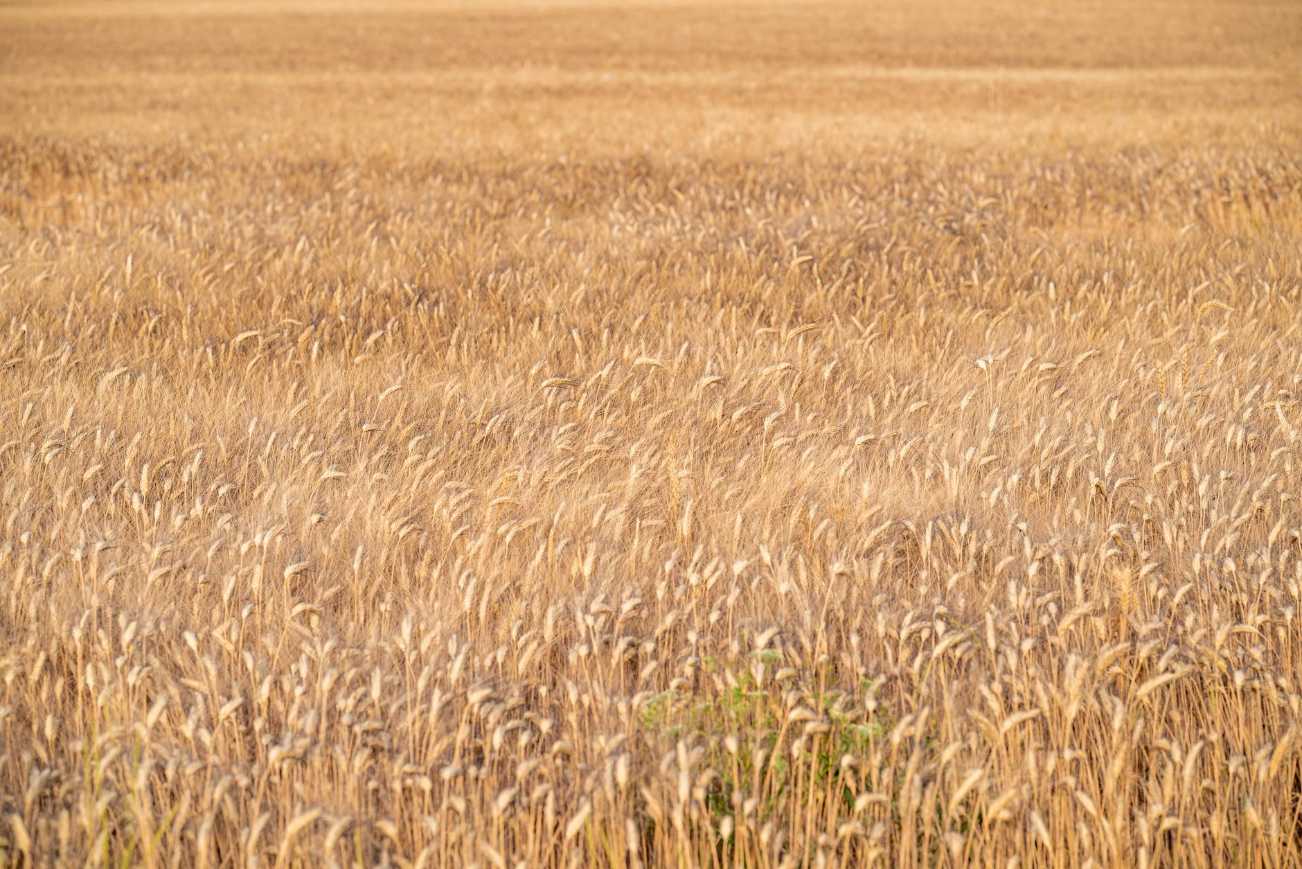 Golden wheat field ready for harvest representing agricultural commodity investments
