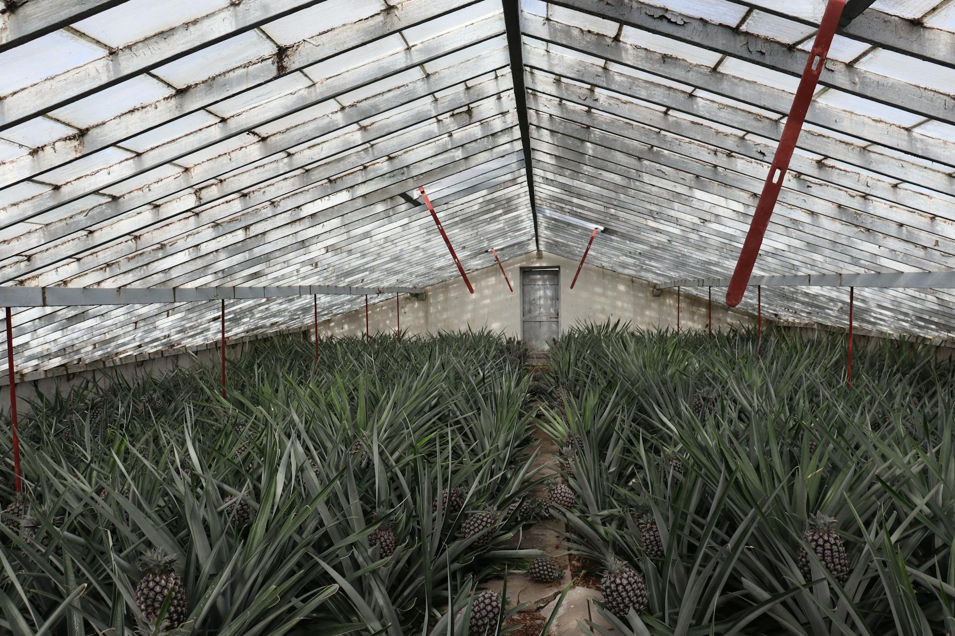 Modern greenhouse interior with rows of growing vegetables and plants