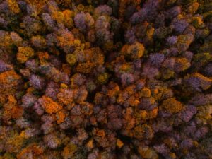 Aerial view of dense timberland forest representing timber REIT landholdings