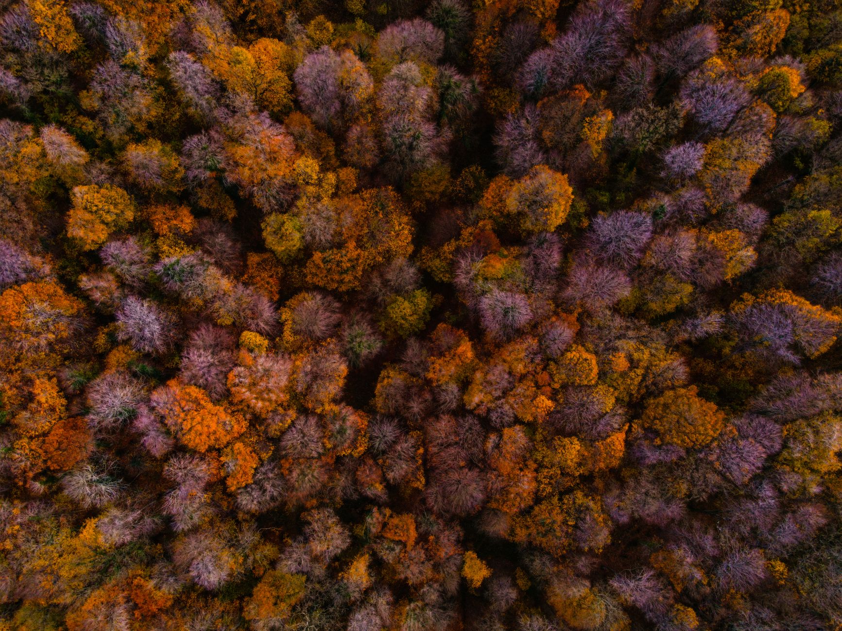 Aerial view of dense timberland forest representing timber REIT landholdings