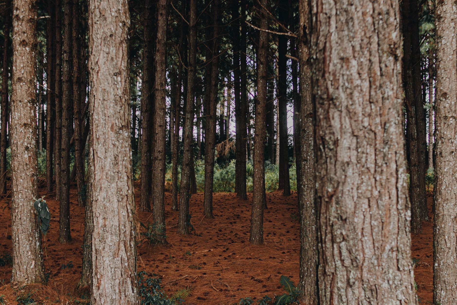 Rows of managed pine trees in a commercial timberland operation