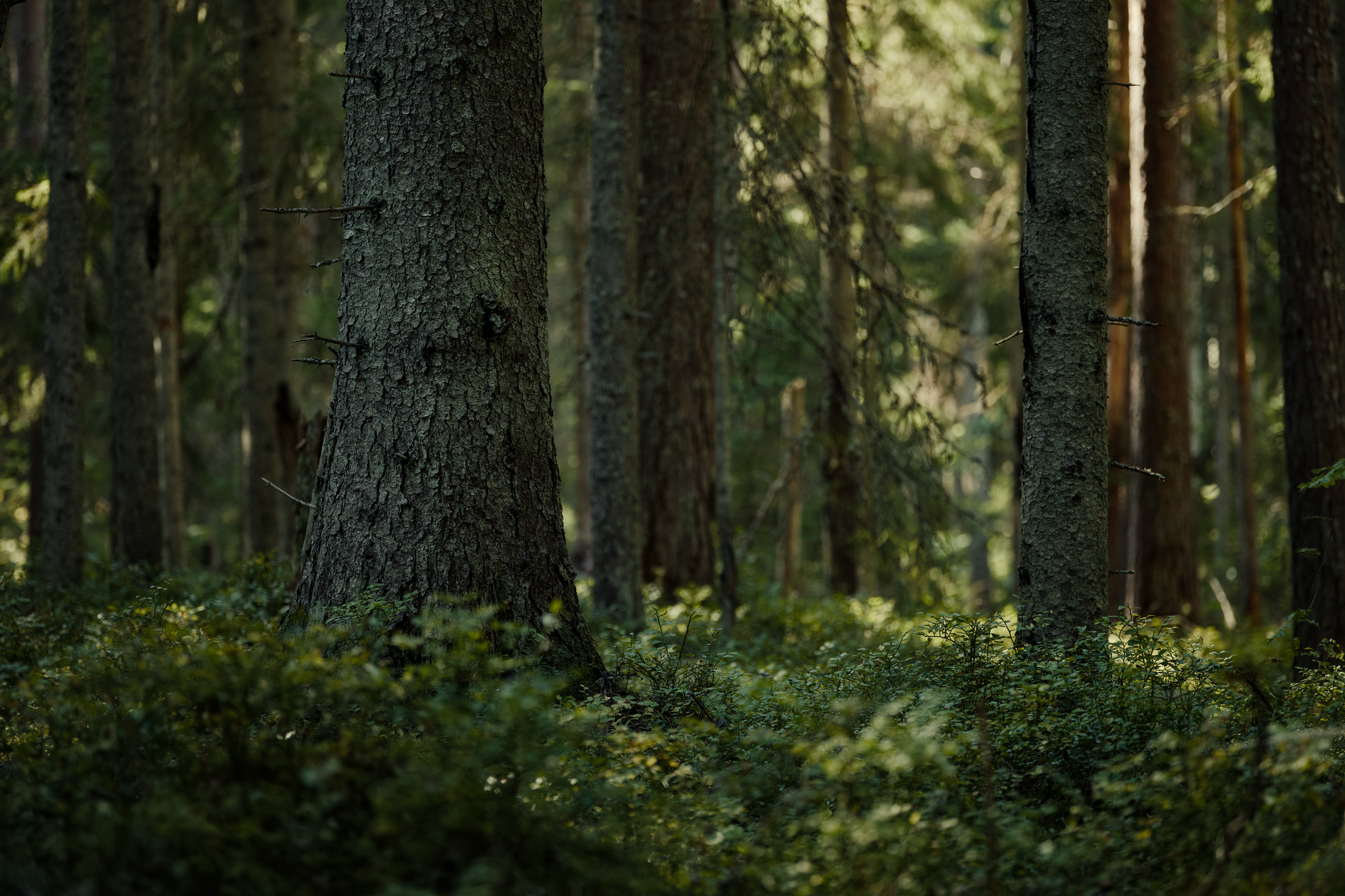 Tall trees in a conservation forest area enrolled in a carbon sequestration program