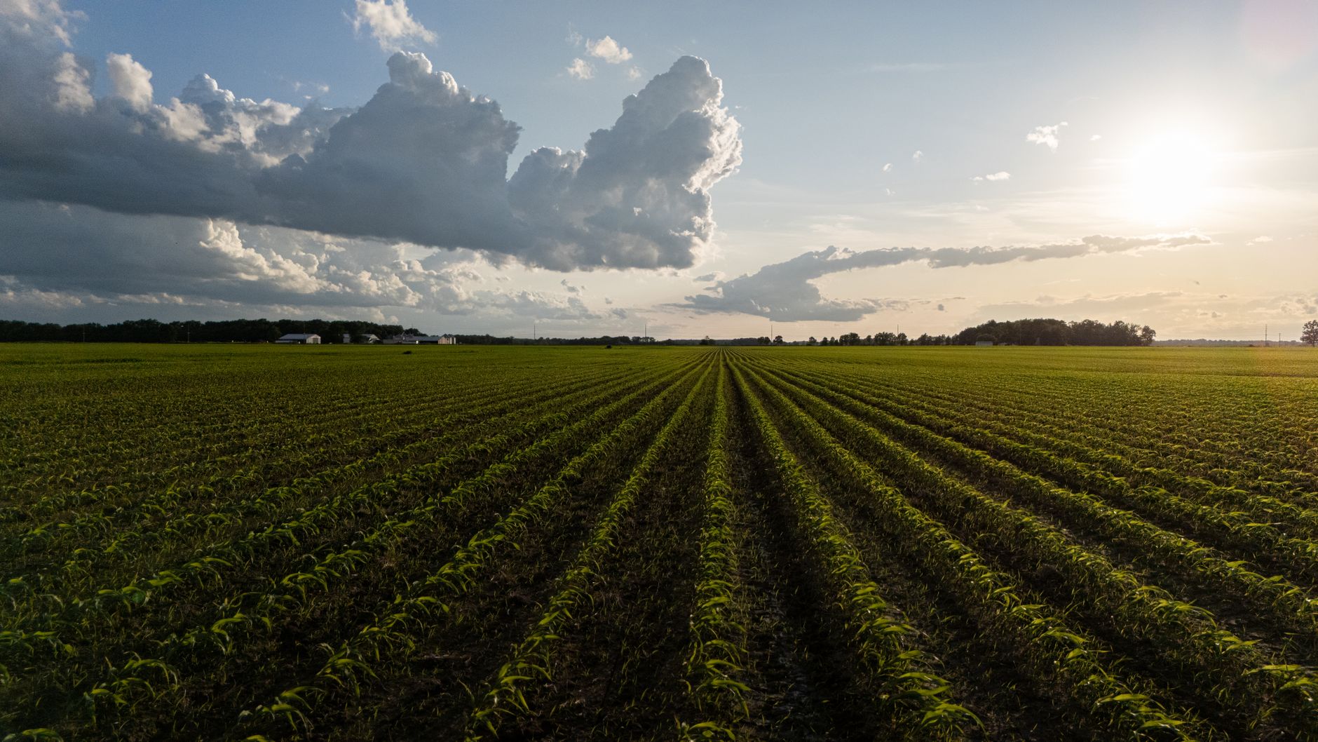Green crop rows extending across a large agricultural field under open sky
